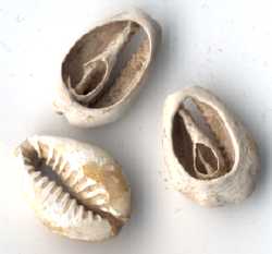 shang dynasty cowry shells
